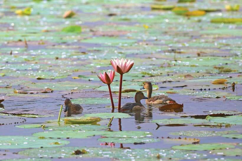 Colombo/Negombo: Muthurajawela & Dutch Canal Boat Adventure - Who should book this morning