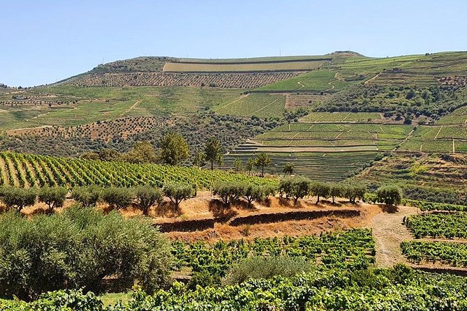 Complete Douro Valley Wine Tour with Lunch, Wine Tastings and River Cruise - The guides can shape the whole day