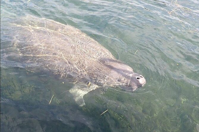 Crystal River Manatee Viewing Cruise - Who will enjoy this experience most