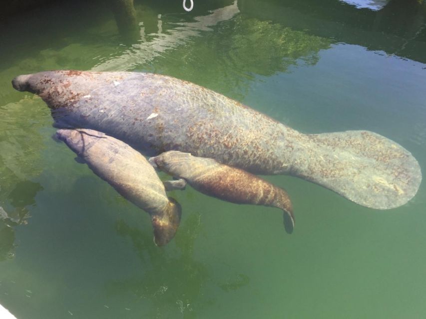 Crystal River: Manatee Viewing Cruise - Who will enjoy this cruise most?