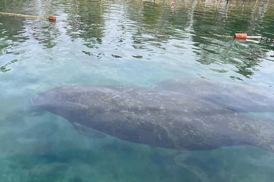 Crystal River: Sunset Cruise in Kings Bay - Key points at a glance