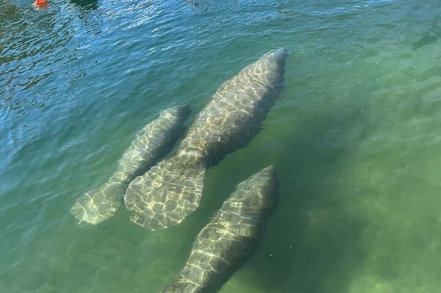 Crystal River: Sunset Cruise in Kings Bay - Kings Bay at dusk: why the timing works