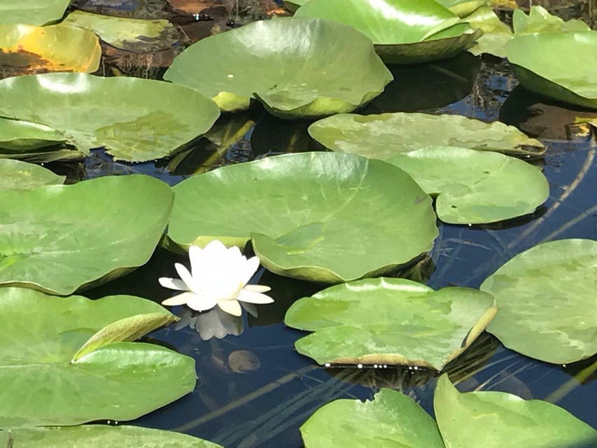 Daily Tours in the Danube Delta - Camely Boat Cruise - Weather, Crowding, and the Pace of the Day