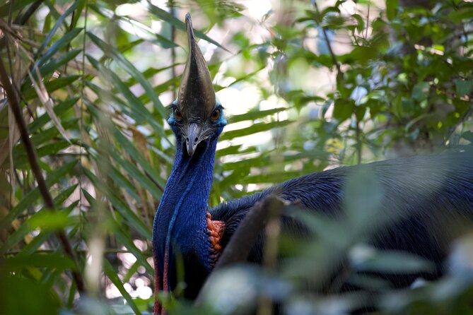 Daintree, Cape Tribulation & River Cruise from Port Douglas - The road north gives you a sense of the region