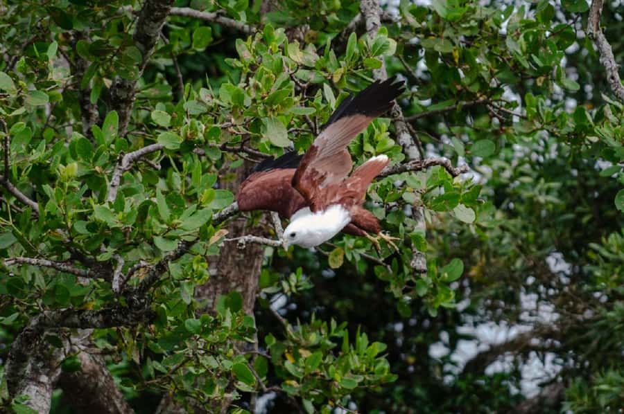 Daintree: Guided Daintree River Wildlife Cruise - Key points at a glance