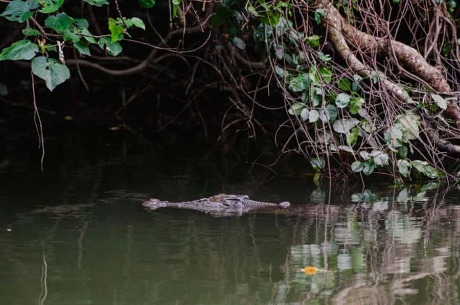 Daintree: Guided Daintree River Wildlife Cruise - Starting at Bruce Belcher and Son Daintree River Cruises