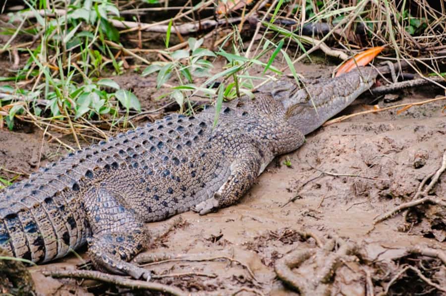 Daintree: Guided Daintree River Wildlife Cruise - What you might see along the way