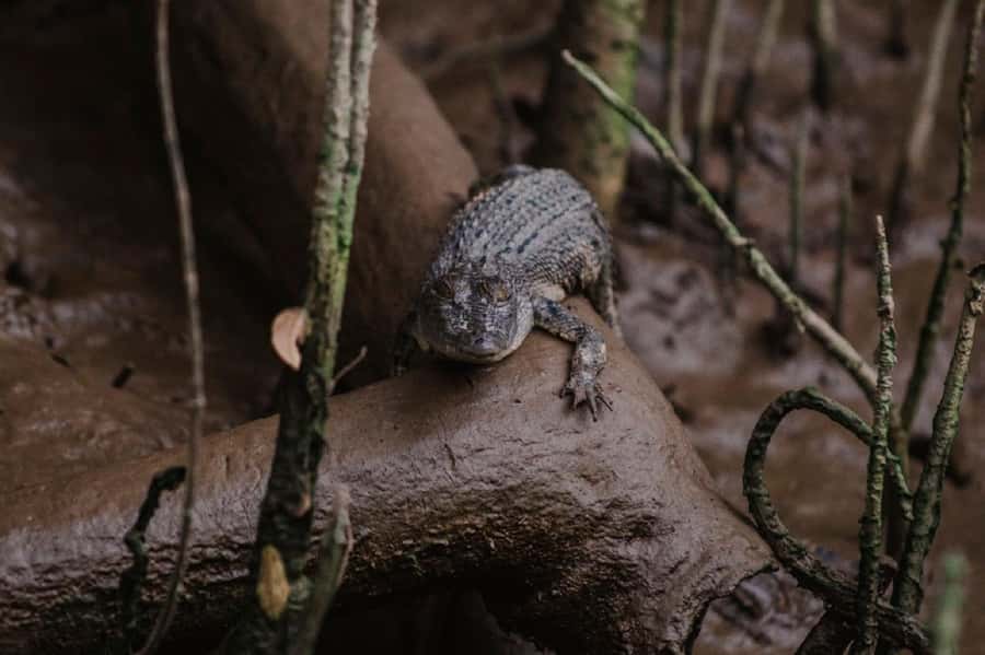 Daintree: Guided Daintree River Wildlife Cruise - Guides who make the short cruise count
