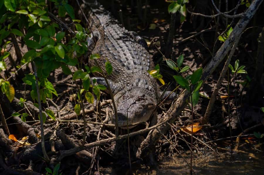 Daintree: Guided Daintree River Wildlife Cruise - What the experience does particularly well