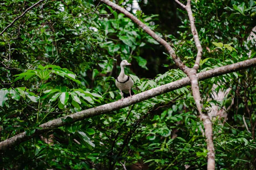 Daintree: Guided Daintree River Wildlife Cruise - One hour among mangroves and crocodile habitat