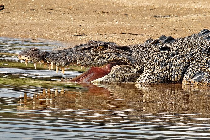 Daintree River Cruise - Choosing between Daintree Village and Daintree Gateway