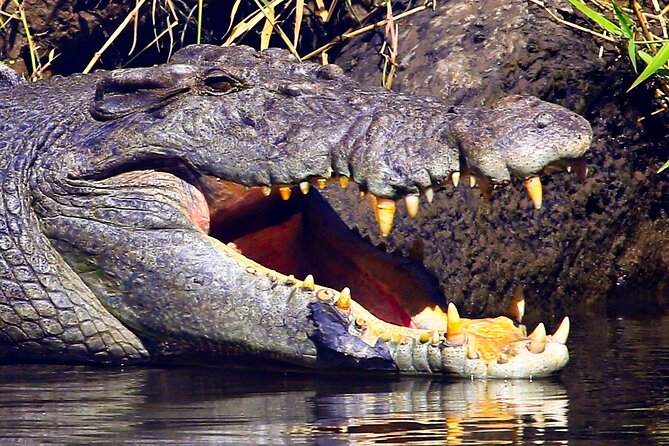 Daintree River Cruise - Crocodile sightings are exciting, but never promised