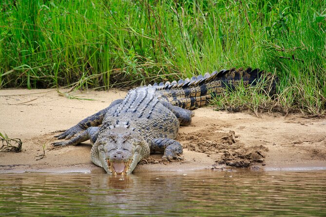 Daintree River Cruise - The guides make the difference