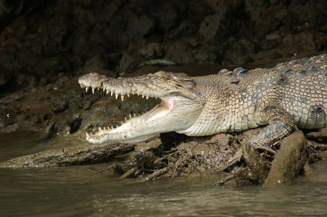 Daintree River Cruise - Timing, transport, and group size