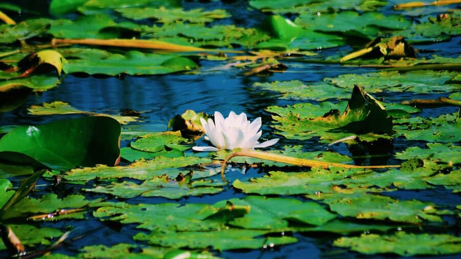 Danube Delta: Boat Tour Through the Water Lily Reserve - Setting out from Murighiol in Tulcea County
