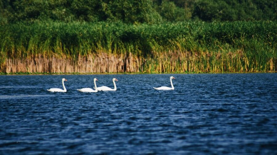 Danube Delta: Boat Tour Through the Water Lily Reserve - The first minutes on the Delta waterways
