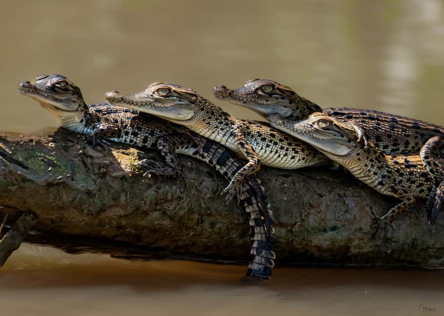 Darwin: Adelaide River Cruises, Jumping Crocodile Experience - Key points to know before you go