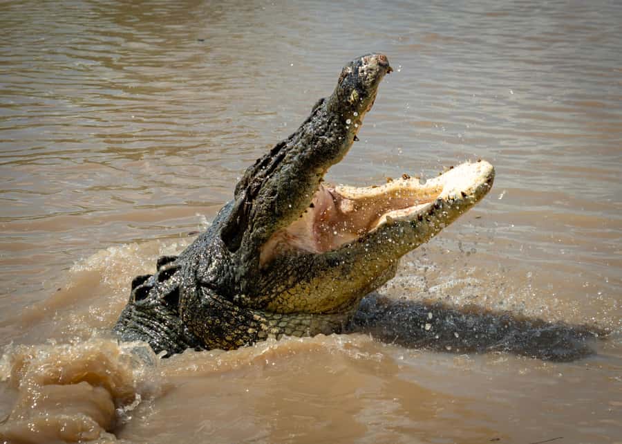 Darwin: Adelaide River Cruises, Jumping Crocodile Experience - Why this crocodile cruise is worth your time