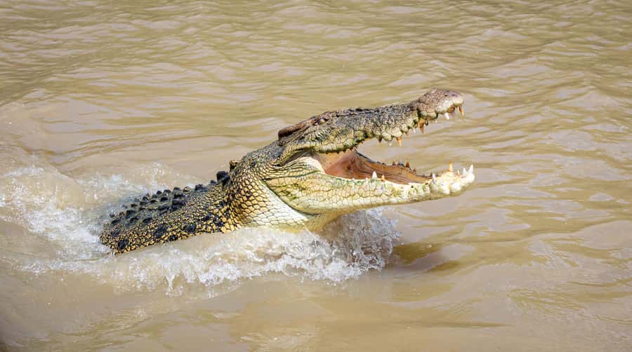 Darwin: Adelaide River Cruises, Jumping Crocodile Experience - What happens during the one-hour cruise