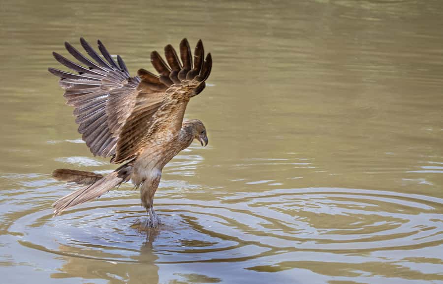 Darwin: Adelaide River Cruises, Jumping Crocodile Experience - How much value do you get for $38?