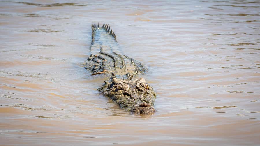 Darwin: Adelaide River Cruises, Jumping Crocodile Experience - Who will enjoy this experience most?