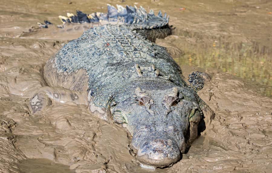 Darwin: Adelaide River Cruises, Jumping Crocodile Experience - The authentic side of a managed wildlife encounter