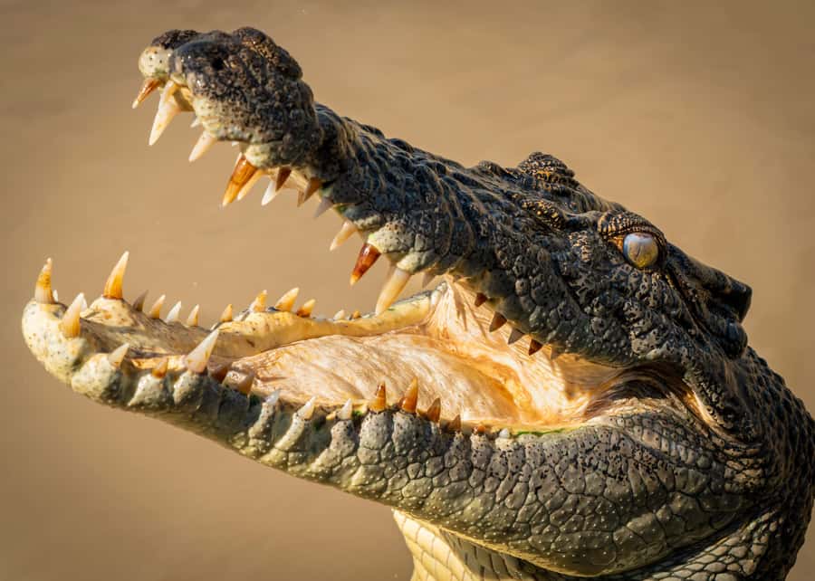 Darwin: Adelaide River Cruises, Jumping Crocodile Experience - Starting at Anzac Parade