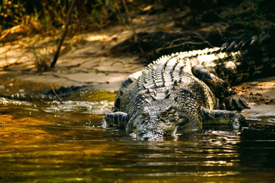Darwin: Jumping Crocodile River Cruise with Shuttle Bus - Key points to know before booking