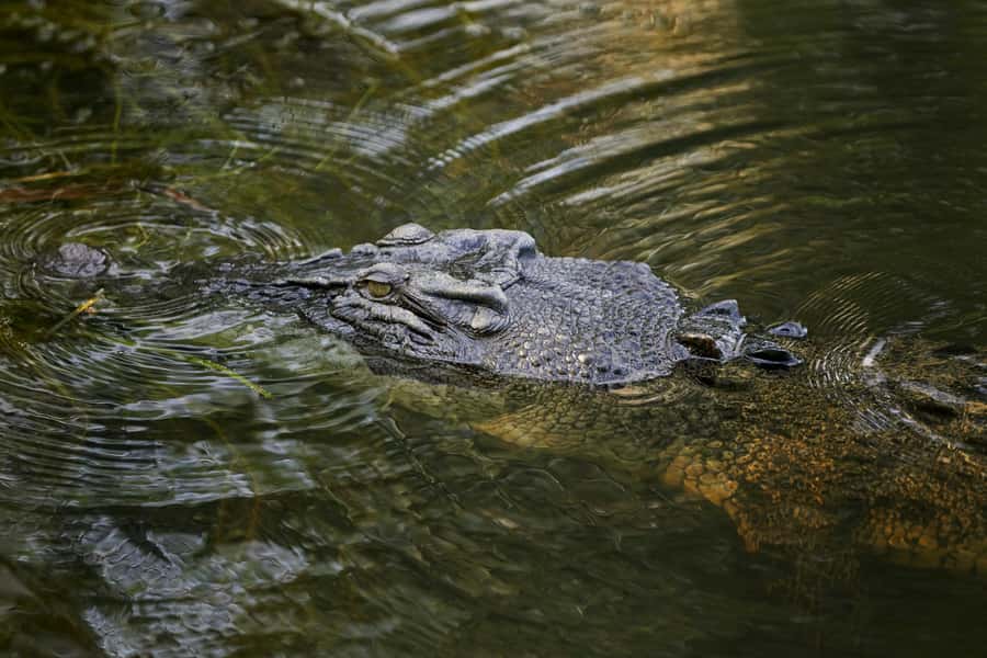 Darwin: Jumping Crocodile River Cruise with Shuttle Bus - FAQ