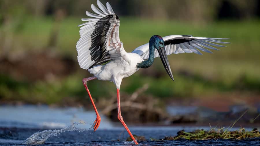 Darwin: Kakadu National Park, Yellow Water River Cruise - Why the long day can be worth it