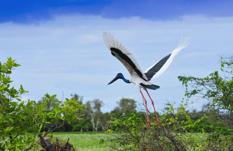 Darwin: Kakadu National Park, Yellow Water River Cruise - Lunch and the shape of the afternoon