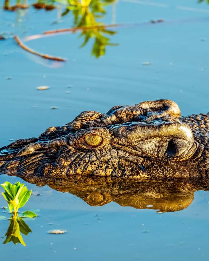 Darwin: Kakadu National Park, Yellow Water River Cruise - What $424 per person buys you