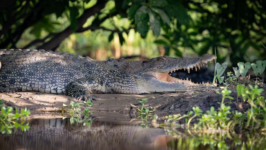 Darwin: Kakadu National Park, Yellow Water River Cruise - The road from Darwin to Kakadu