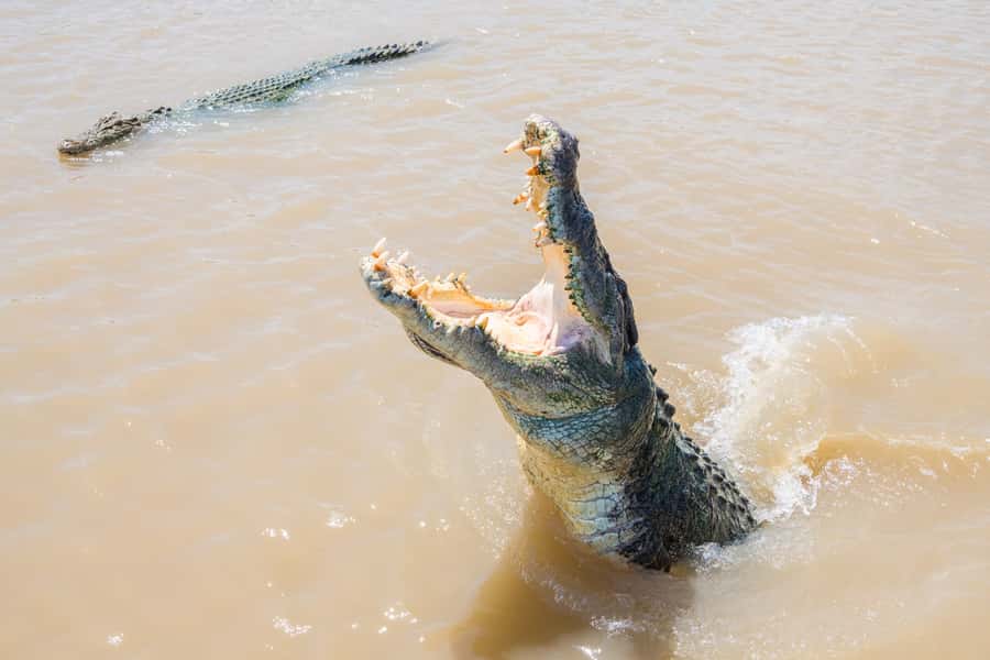 Darwin: Spectacular Jumping Crocodile Adelaide River Cruise - Why This Adelaide River Cruise Works So Well