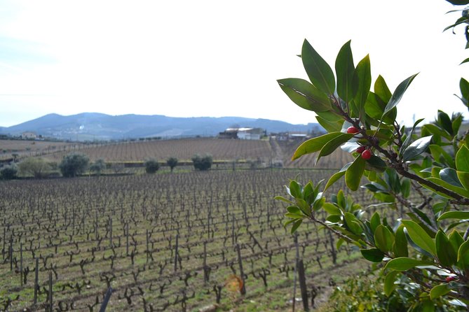 Douro Valley Tour: 2 Vineyard Visits, River Cruise, Winery Lunch - Is $101.58 a good price?