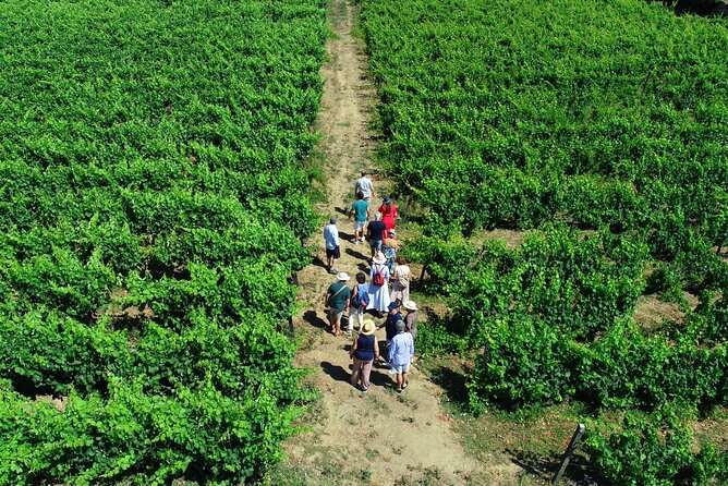 Douro Valley Tour - 3 Wine tastings, Lunch & river Cruise - Casal de Loivos: wine, olive oil, and a superb view