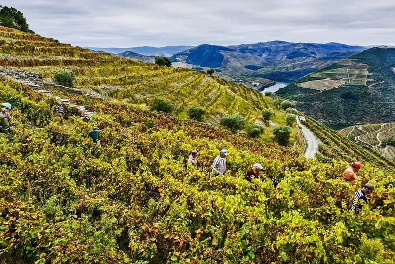 Douro Valley with Two Winery, Boat Trip and Lunch From Porto - Who should book this day trip?