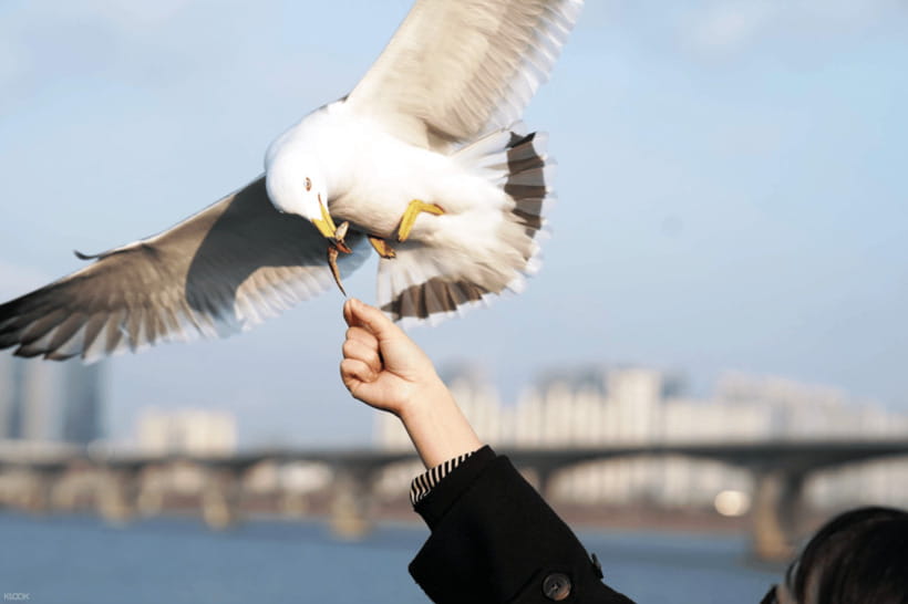 Eland Han River Cruise & Ashley Marine Buffet - What the Eland Han River Cruise actually offers