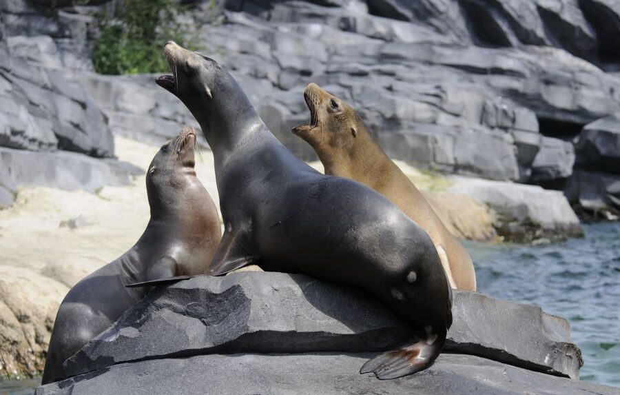 Emmen: Wildlands Adventure Zoo and Rimbula River Boat Ride - The Rimbula River boat ride and swimming elephants