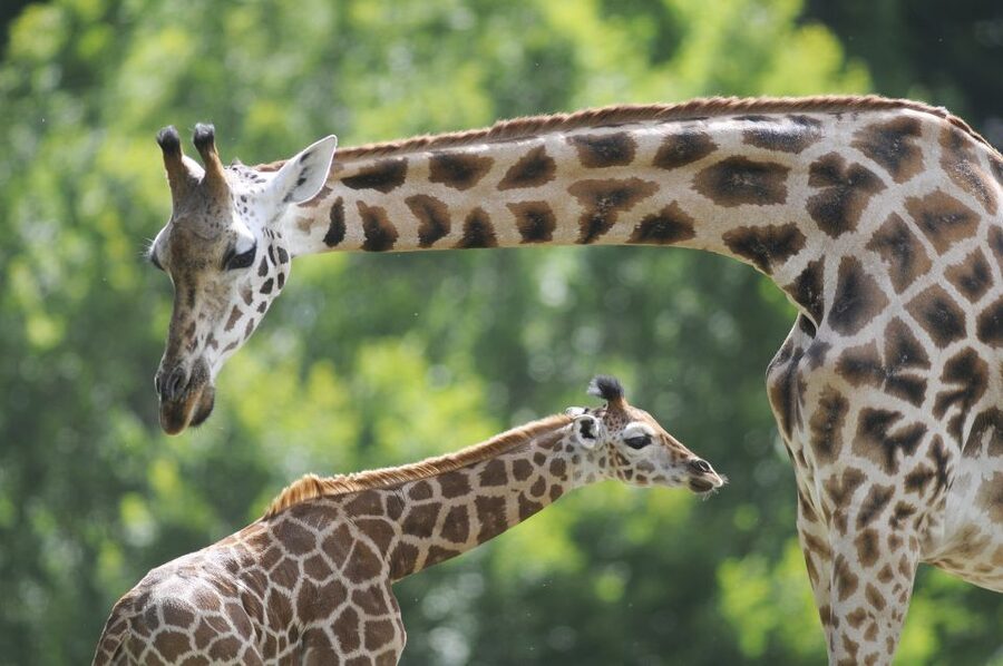 Emmen: Wildlands Adventure Zoo and Rimbula River Boat Ride - Serenga puts you beside giraffes and rhinos
