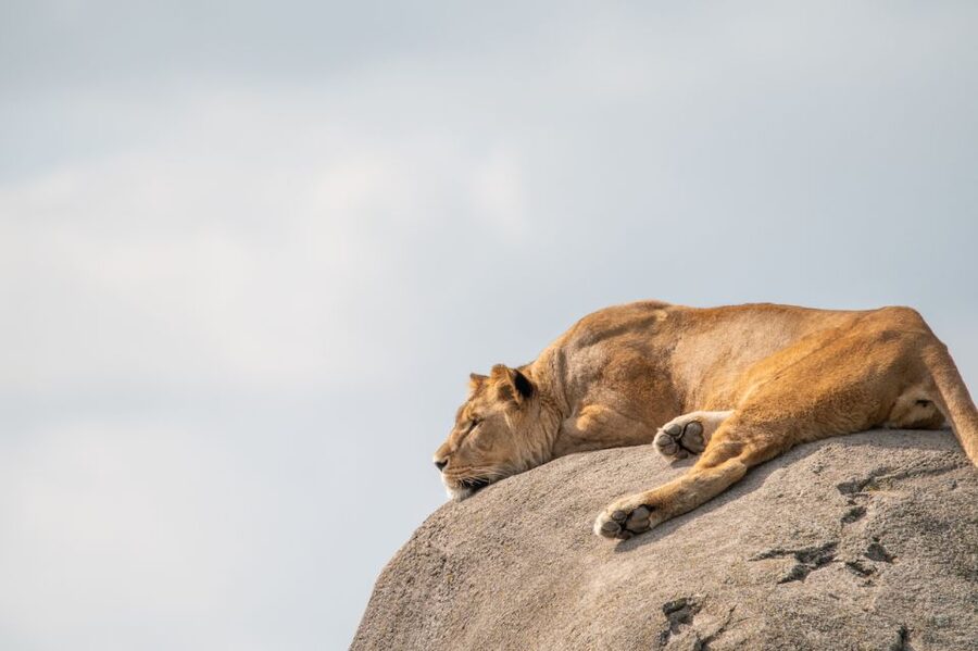 Emmen: Wildlands Adventure Zoo and Rimbula River Boat Ride - Talks, food, and the practical shape of the day
