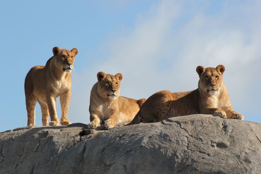 Emmen: Wildlands Adventure Zoo and Rimbula River Boat Ride - Is $32 good value for Wildlands?