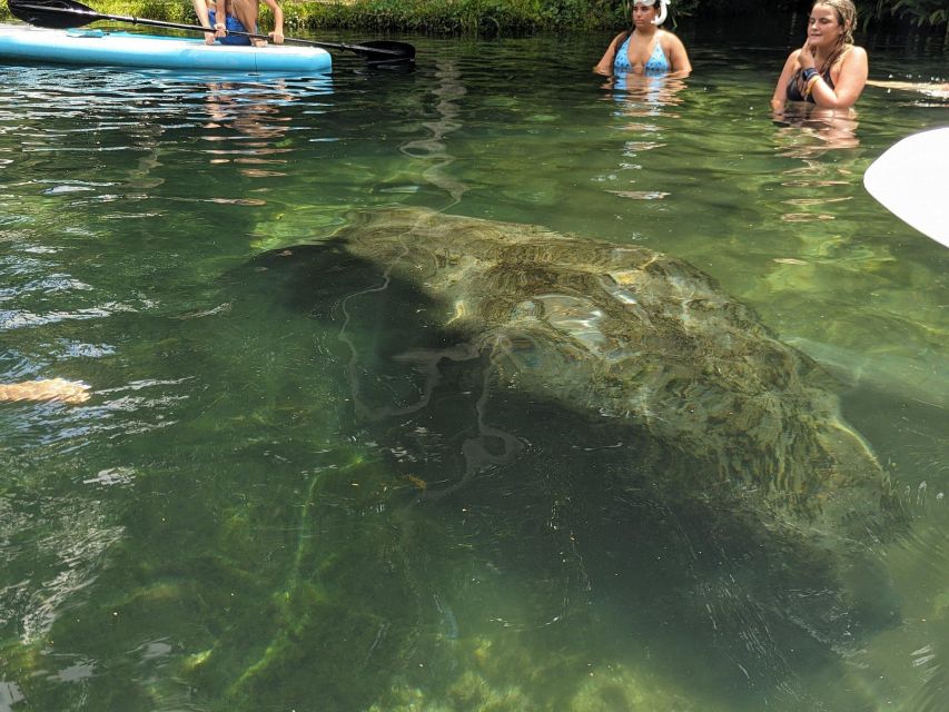 Fast and More 60 minute Airboat Tour on the Homosassa River - Key points to know before you go
