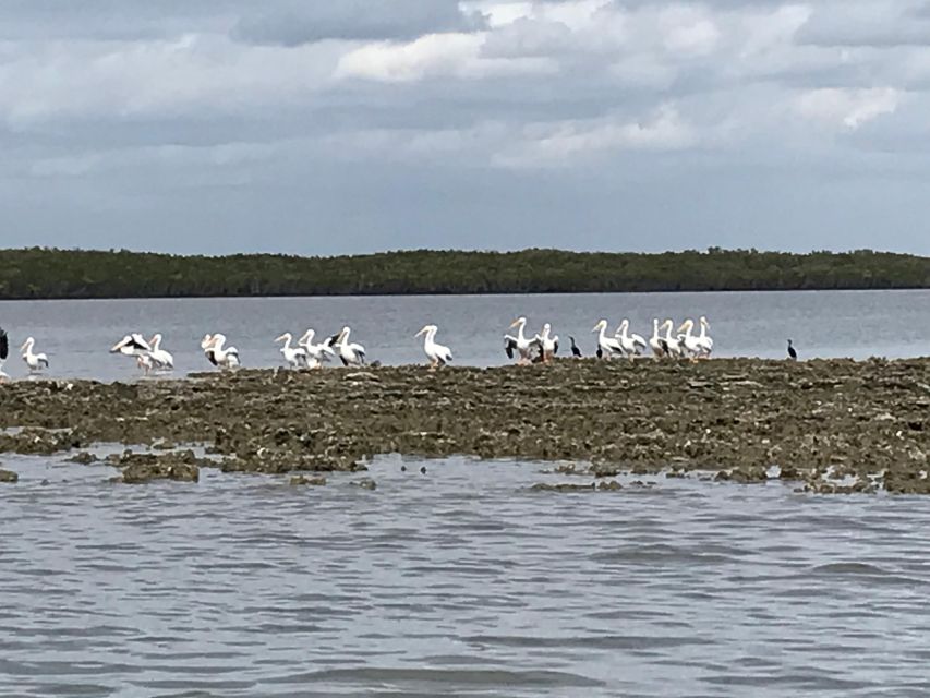 Fast and More 60 minute Airboat Tour on the Homosassa River - Starting at Crump’s Landing on the Homosassa River