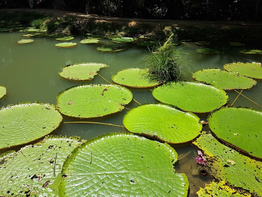 From Manaus: 3 or 4-Day Rio Negro & Anavilhanas River Cruise - Day three: family life or more jungle time