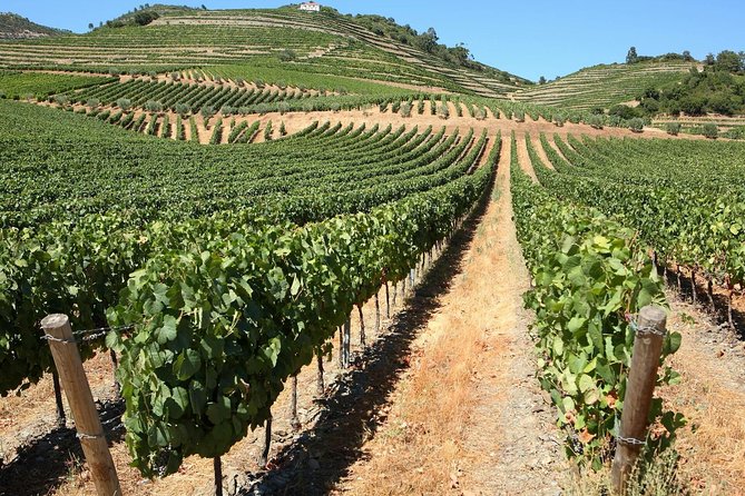 Genuine Douro Valley Tour: Visit 2 Wineries, Lunch & River Cruise - The 8:00 AM start and the road into wine country