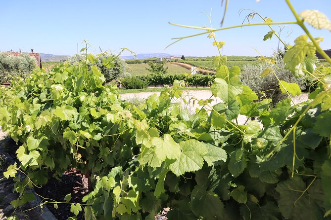 Genuine Douro Valley Tour: Visit 2 Wineries, Lunch & River Cruise - Who will enjoy this day most