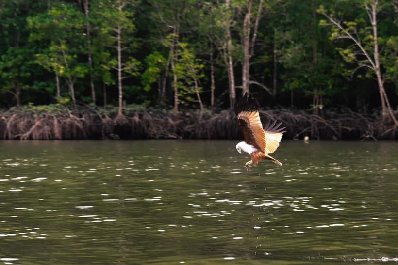 Langkawi: Mangrove River Cruise Sharing 3 Hours - Eagle watching on the open water