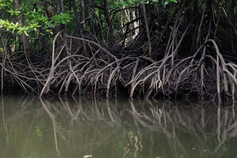 Langkawi: Mangrove River Cruise Sharing 3 Hours - Kilim Geopark and Gorilla Mountain View