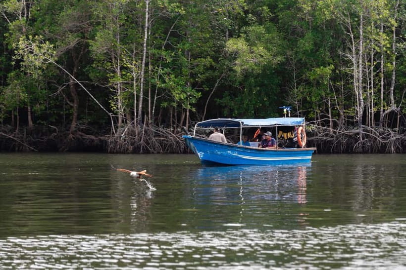 Langkawi: Mangrove River Cruise Sharing 3 Hours - Setting off through the Kilim mangroves